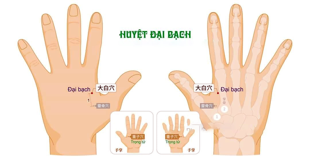 Vị trí huyệt Đại Bạch