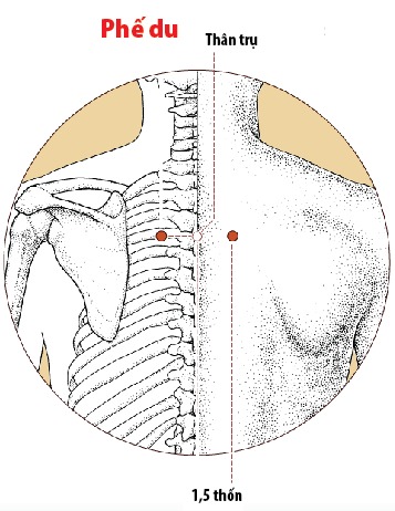 Các huyệt vùng lưng - Huyệt Phế Du