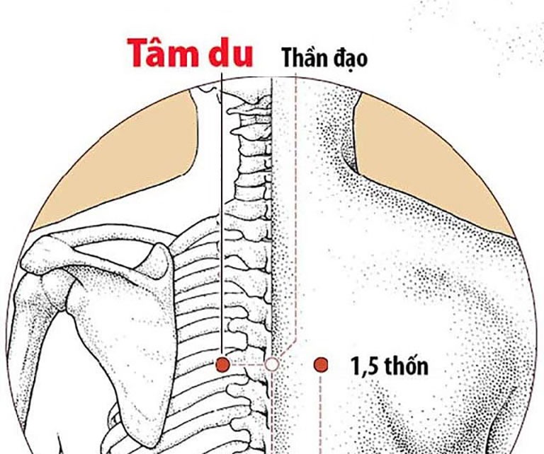 Các huyệt vùng lưng - Huyệt tâm du