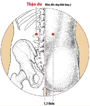 Các huyệt vùng lưng - Huyệt thận du