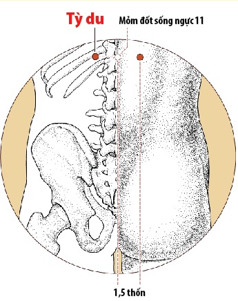 Các huyệt vùng lưng - Huyệt tỳ du