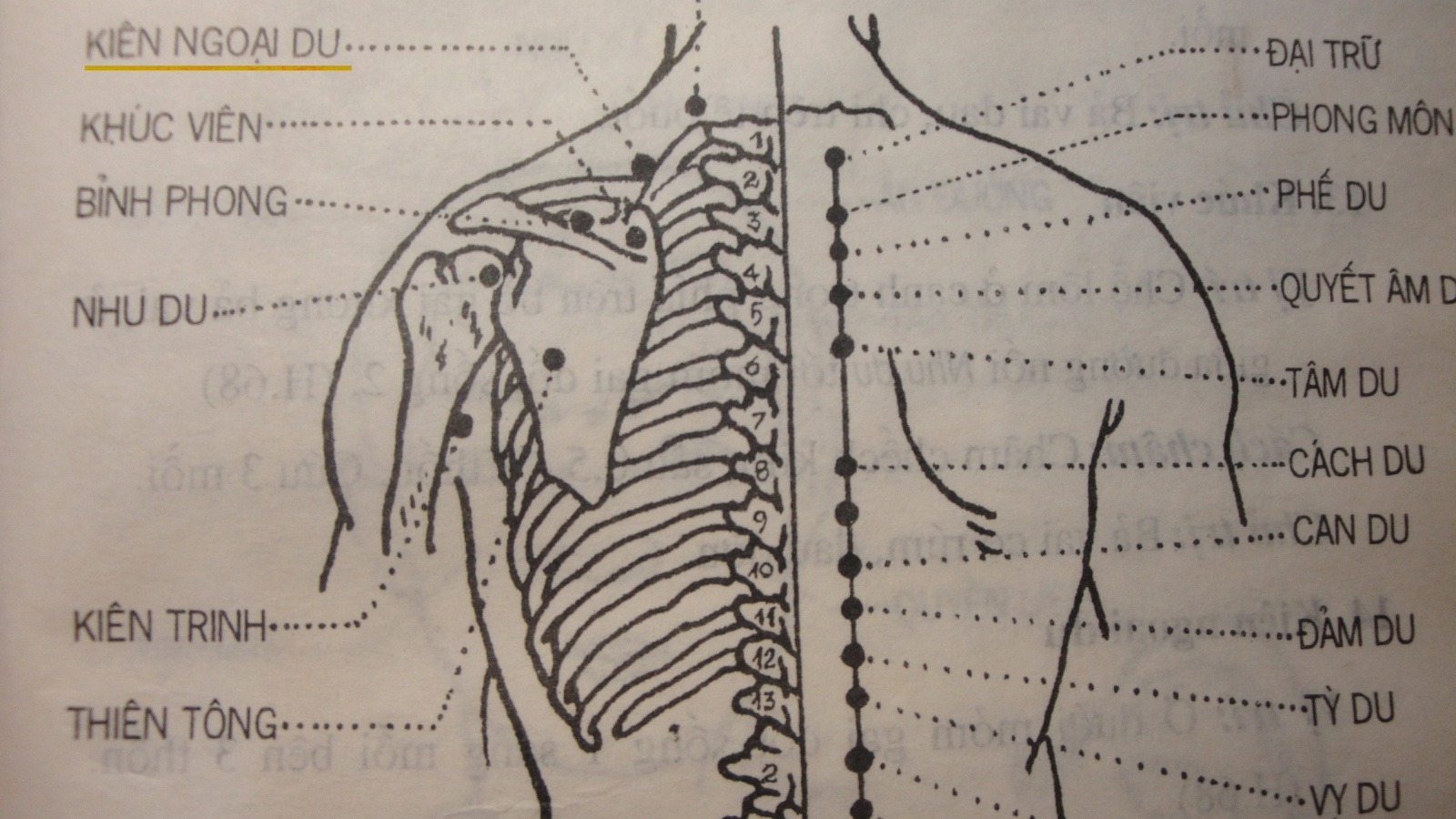 Các huyệt vùng lưng