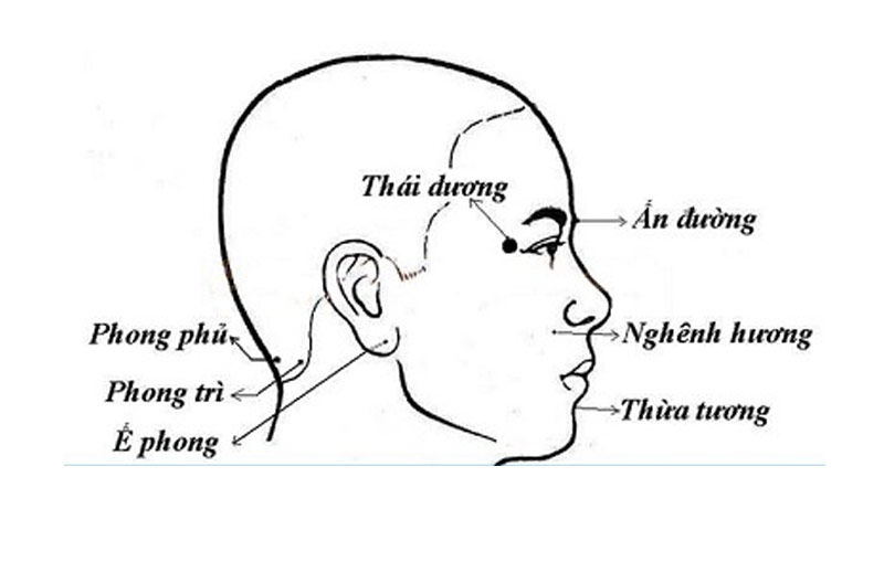 Các huyệt tử quan trọng trên đầu, cổ
