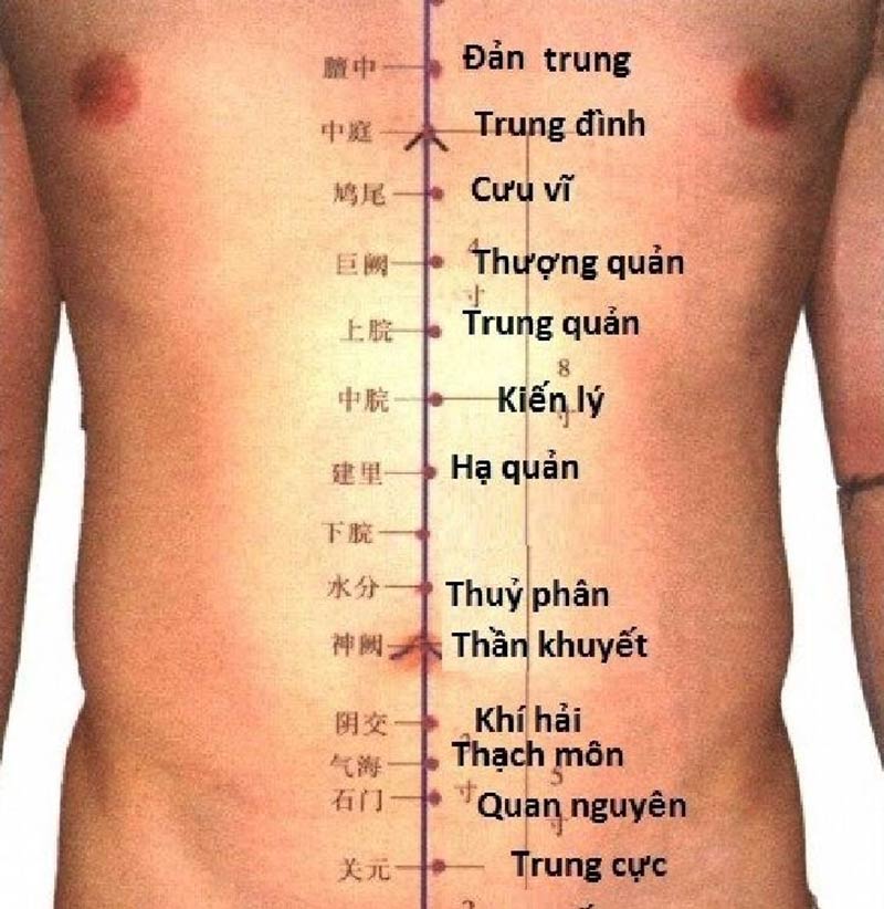 Vùng ngực chứa các huyệt tử quan trọng của cơ thể