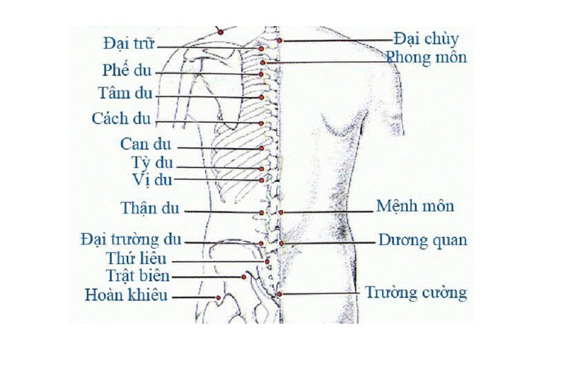 Các tử huyệt vùng lưng, eo và hông