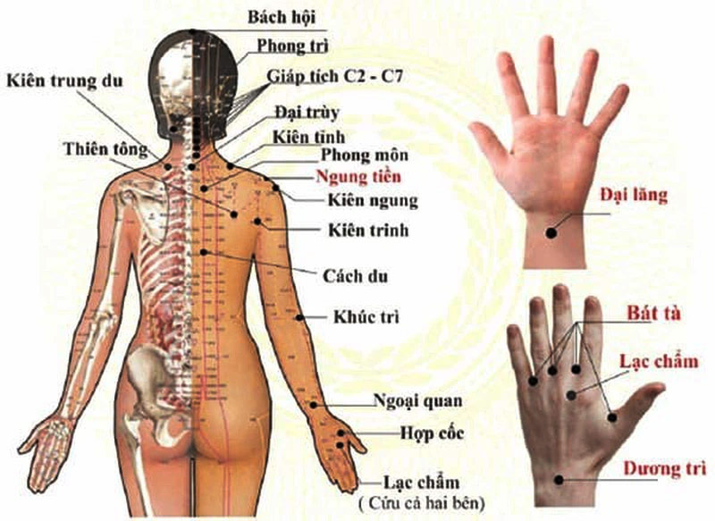 Sơ đồ tử huyệt vùng vai - tay