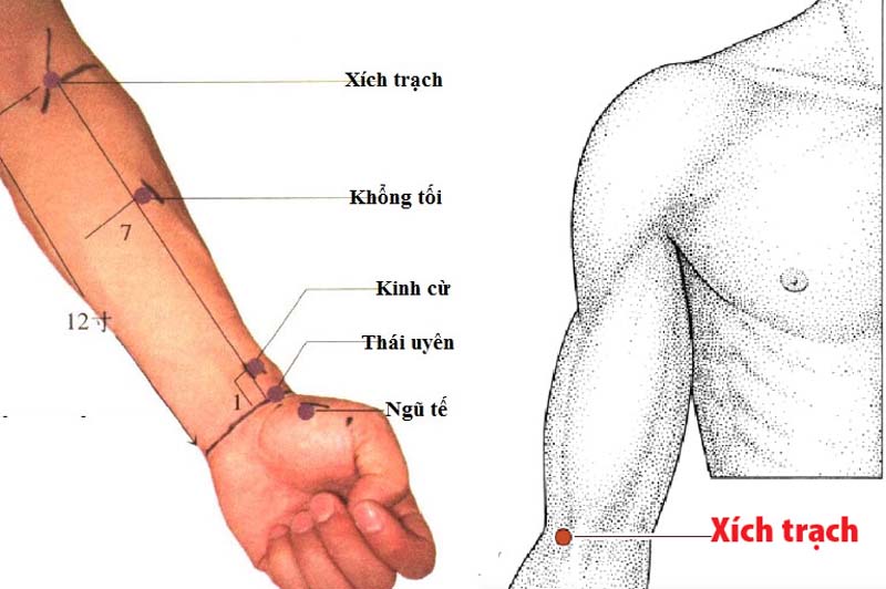 Vị trí huyệt Xích Trạch