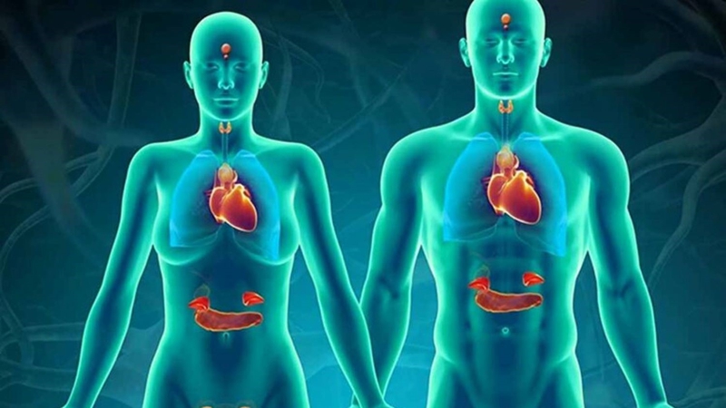 Cân bằng nội tiết hiệu quả bằng huyệt Hoành Cốt