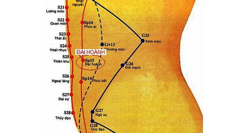 Vị trí huyệt Đại Hoành trên bản đồ huyệt vùng bụng