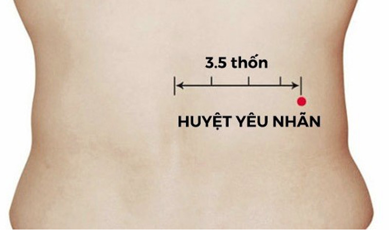 Vị trí huyệt Yêu Nhãn cách cột sống khoảng 3.5 thốn