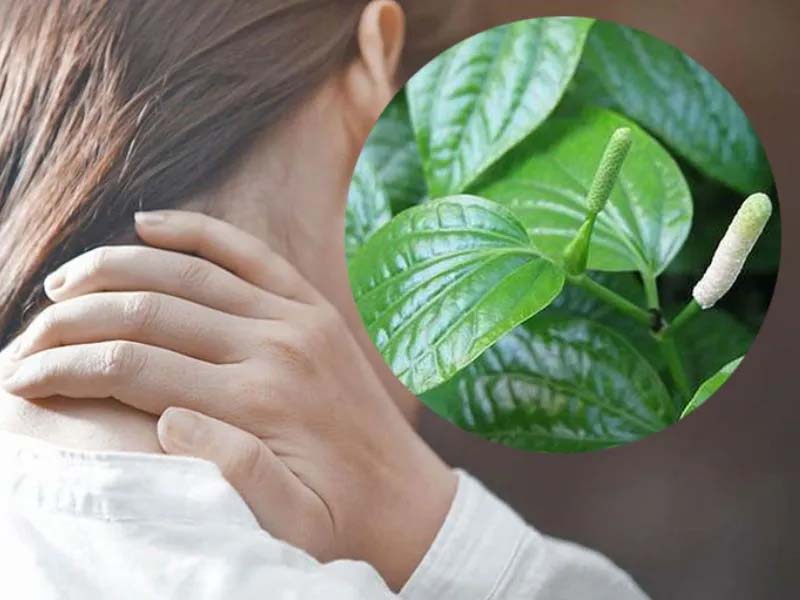 Lá lốt có tính ấm, chứa các hoạt chất rất tốt cho tình trạng đau vai gáy