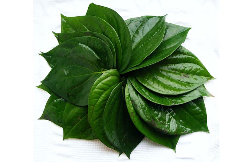 Chườm hoặc tắm lá trầu không giúp kháng viêm, giảm sưng tấy vùng cổ vai gáy