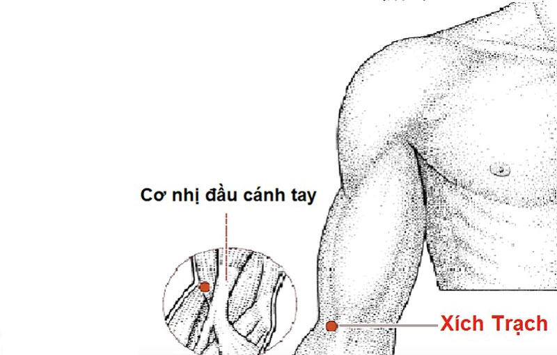Bấm huyệt trị ho Xích Trạch