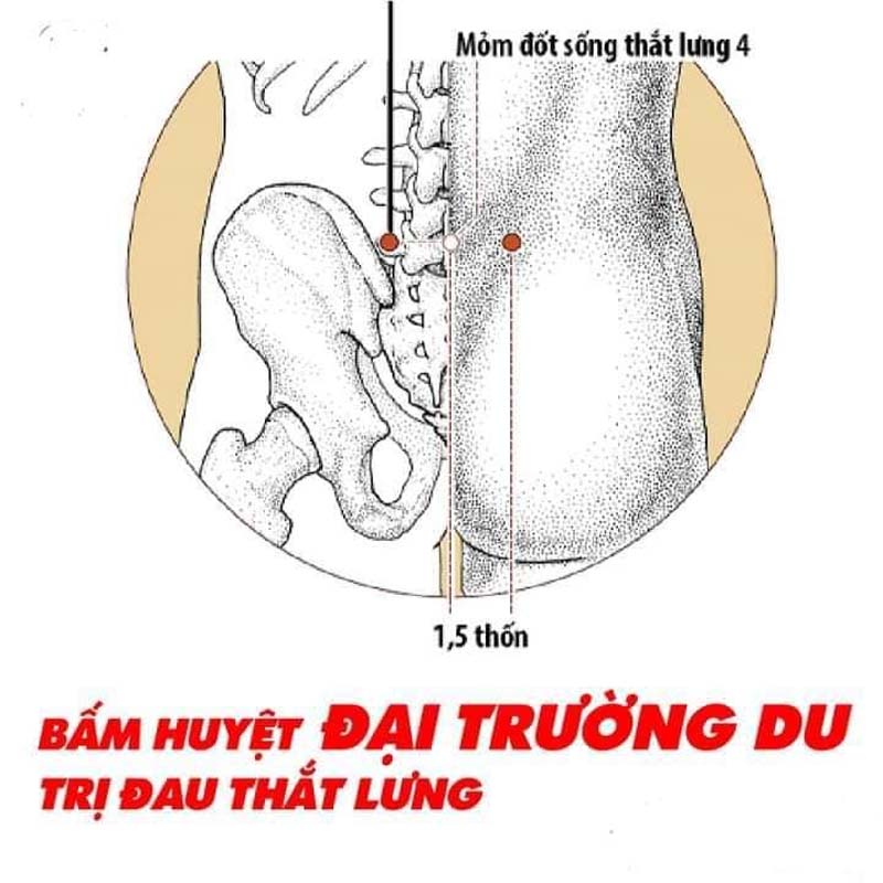 Huyệt Đại Trường Du vị trí nằm ở vùng lưng dưới