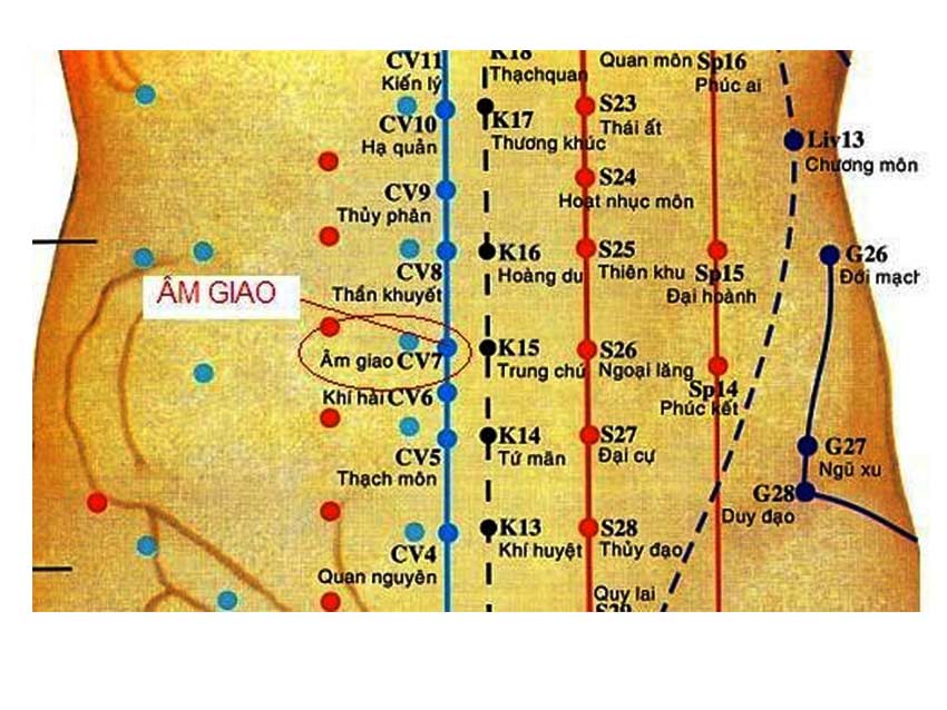Vị trí huyệt Âm Giao nằm ở đâu? - Ở vùng bụng dưới, cách rốn khoản 2 thốn