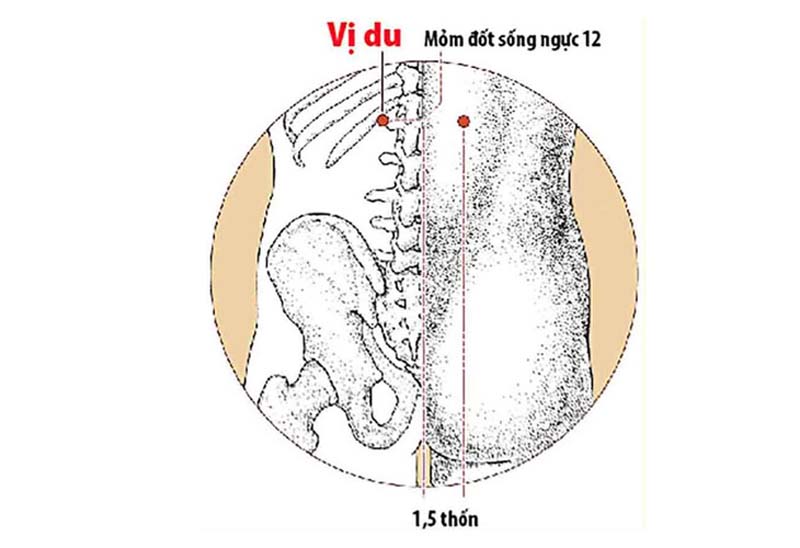 Cách xác định huyệt Vị Du nằm ở vùng lưng