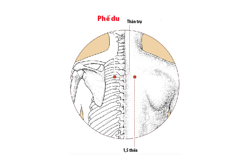 Hướng dẫn cách tìm huyệt Phế Du