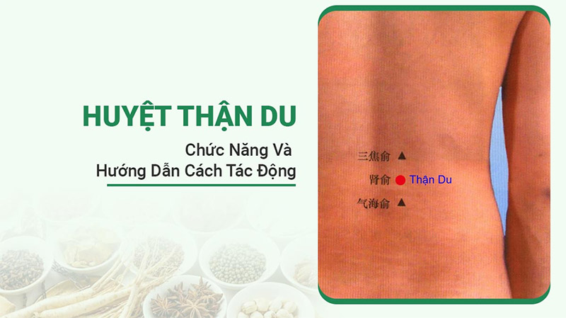 Vị trí của huyệt Thận Du