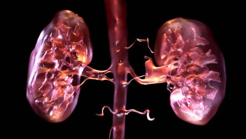 Thận Du huyệt gián tiếp cải thiện hệ bài tiết của cơ thể