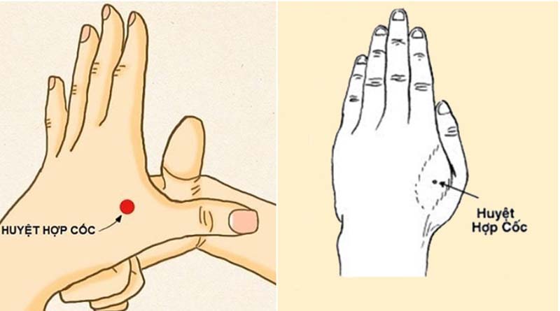 Các xác định huyệt Hợp Cốc nằm tại bàn tay