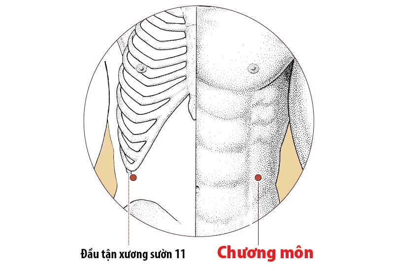 Hình ảnh huyệt Chương Môn với vị trí nằm bên cạnh sườn