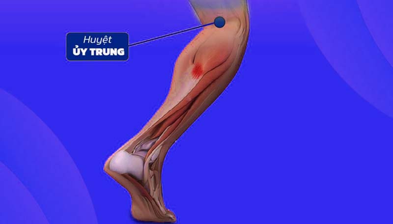 Vị trí huyệt Ngụy Trung