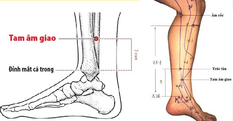 Vị trí huyệt Tam Âm Giao