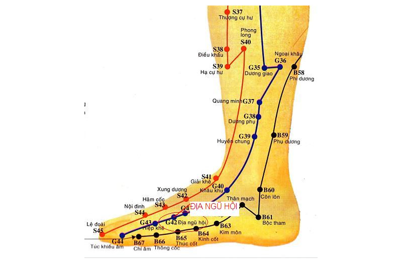 Vị trí huyệt Địa Ngũ Hội