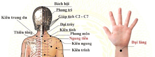 Các huyệt trên cổ