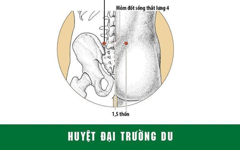 Vị trí huyệt Đại Trường Du