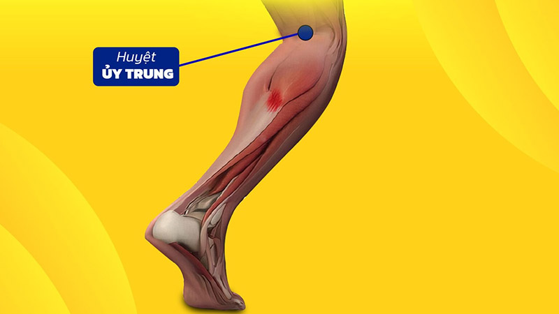 Vị trí huyệt Ủy Trung