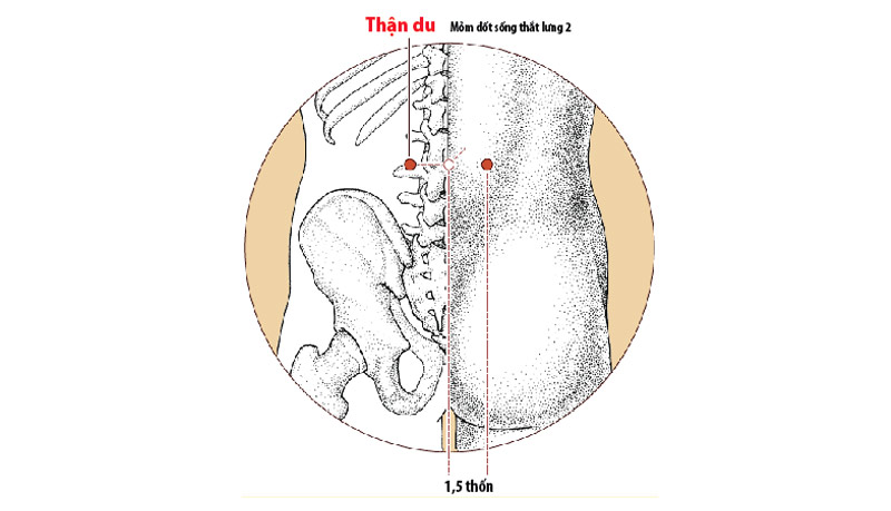Cách bấm huyệt nhịn tiểu tại huyệt Thận Du
