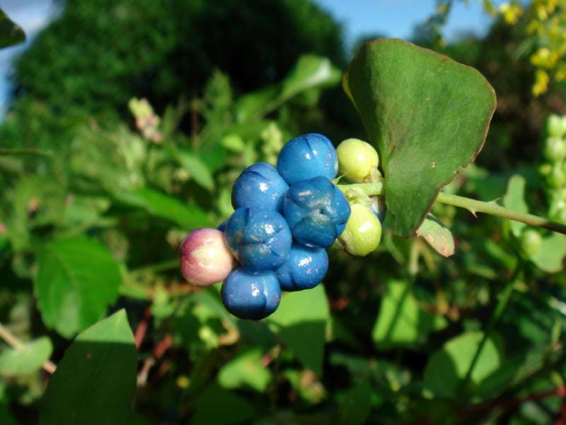 Rau má ngọ giúp thanh lọc cơ thể, giảm sưng viêm xương khớp