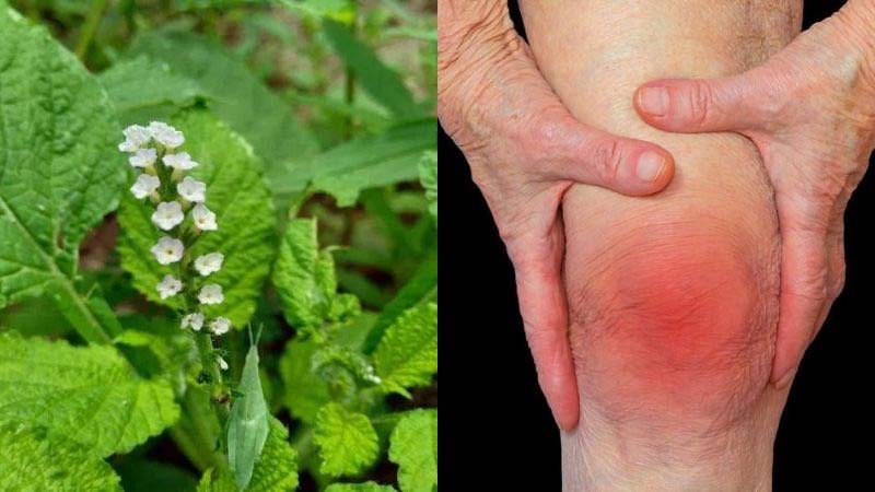 Cây vòi voi - Giảm sưng đau nhất là sưng đau khớp gối