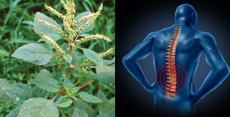 Rau dền gai - Bài thuốc chữa phong thấp, thoái hóa khớp