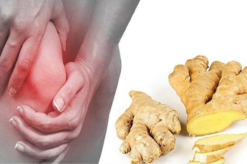 Gừng là một trong những cây thuốc nam chữa bệnh đau nhức xương khớp quen thuộc nhất của người Việt