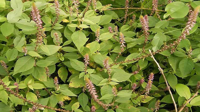 Cây cỏ xước có tác dụng giảm sưng, cứng khớp