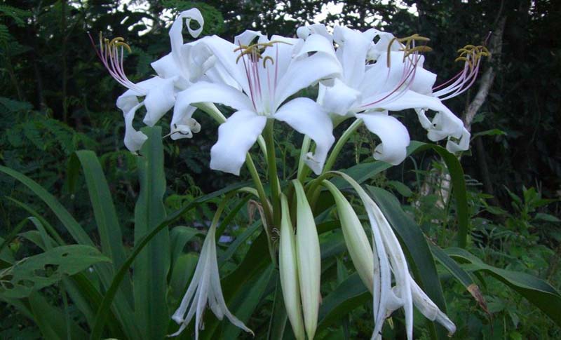 Trinh nữ hoàng cung có khả năng kháng viêm, giảm đau, nhức xương khớp