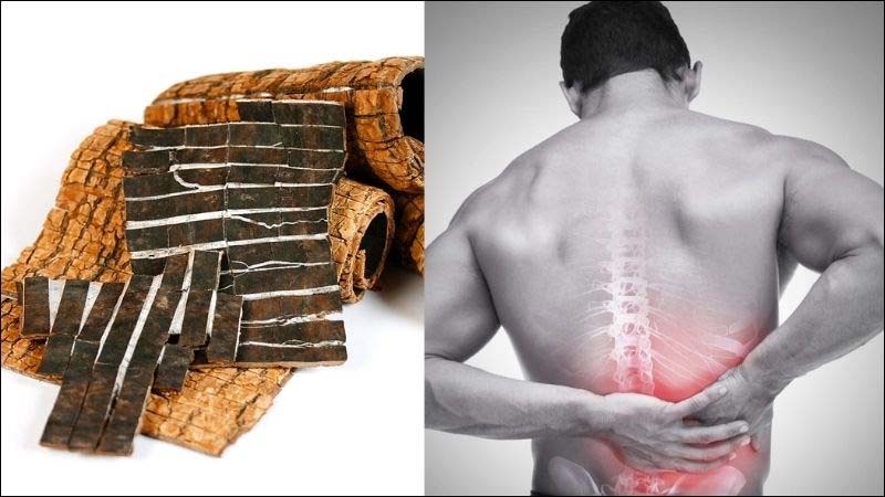 Đỗ trọng - Bài thuốc nam giúp nuôi dưỡng xương khớp từ bên trong