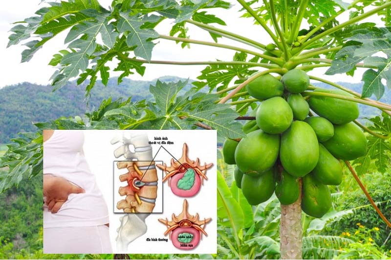 Đu đủ - Thực phẩm bổ dưỡng cho người đau xương khớp