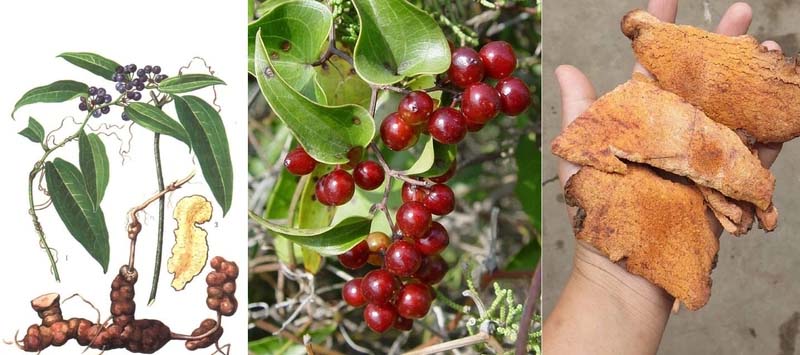 Thổ phục linh - Giúp giảm đau nhức, cải thiện xương khớp