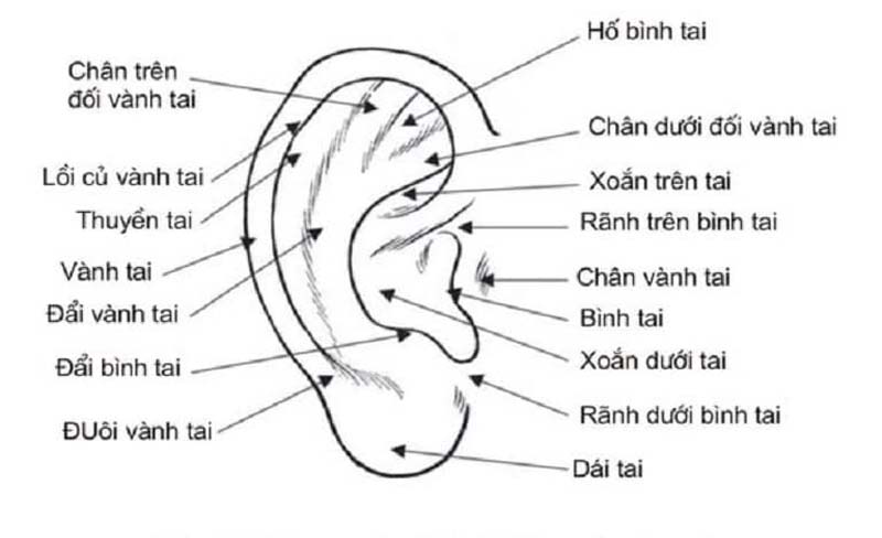 Tham khảo ý kiến bác sĩ trước khi thực hiện nhĩ châm