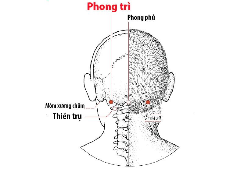 Bấm huyệt giảm buồn ngủ Phong Trì giúp tỉnh táo hơn chỉ sau vài phút