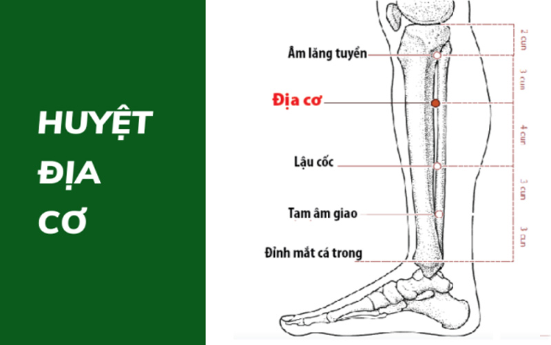 Vị trí huyệt Địa Cơ