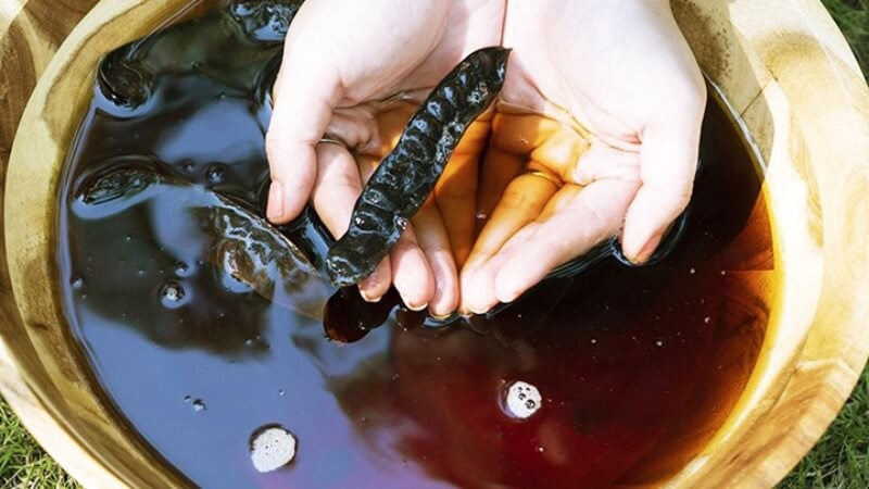 Gội đầu bằng bồ kết - Bài thuốc dân gian