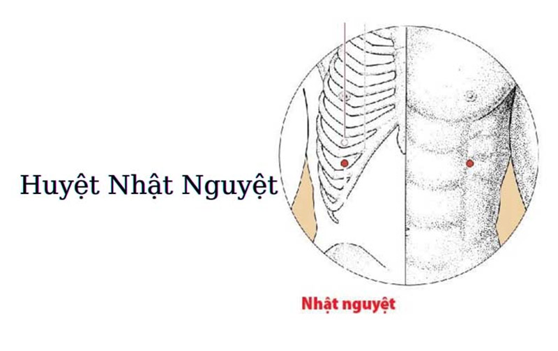 Vị trí huyệt Nhật Nguyệt