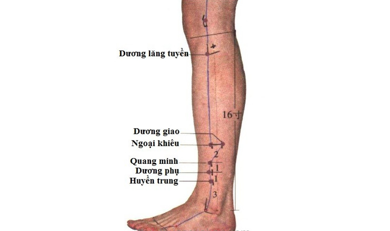 Huyệt Dương Lăng Tuyền vị trí tại cẳng chân