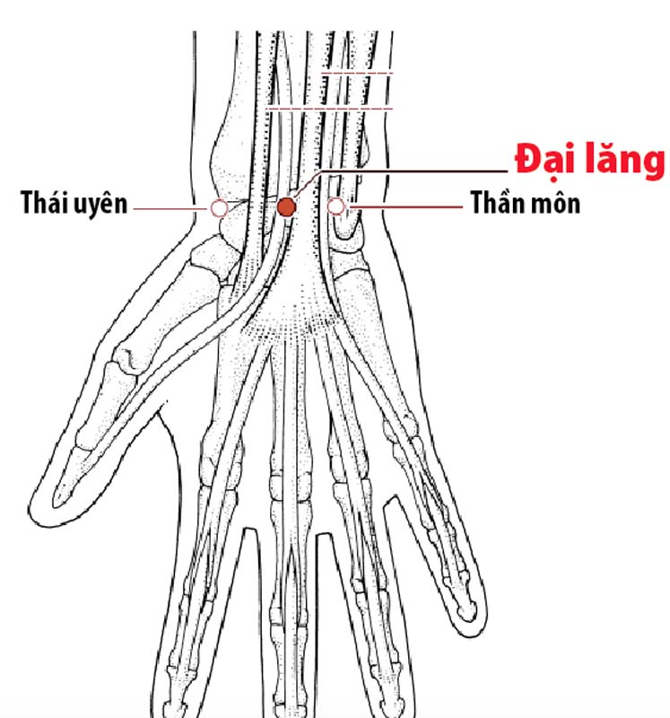 Vị trí huyệt Đại lăng