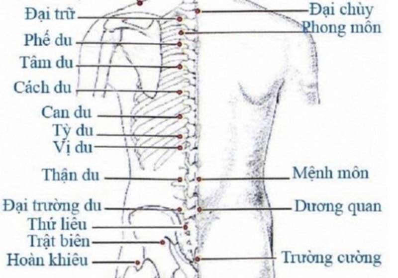 Vị trí huyệt Đại Chùy ở nơi cao nhất, trên huyệt Đại Trữ