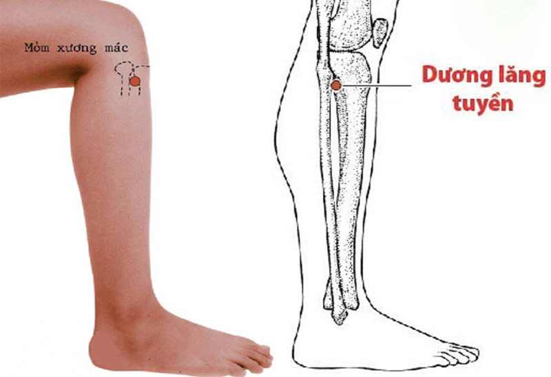 Vị trí huyệt Lăng Tuyền